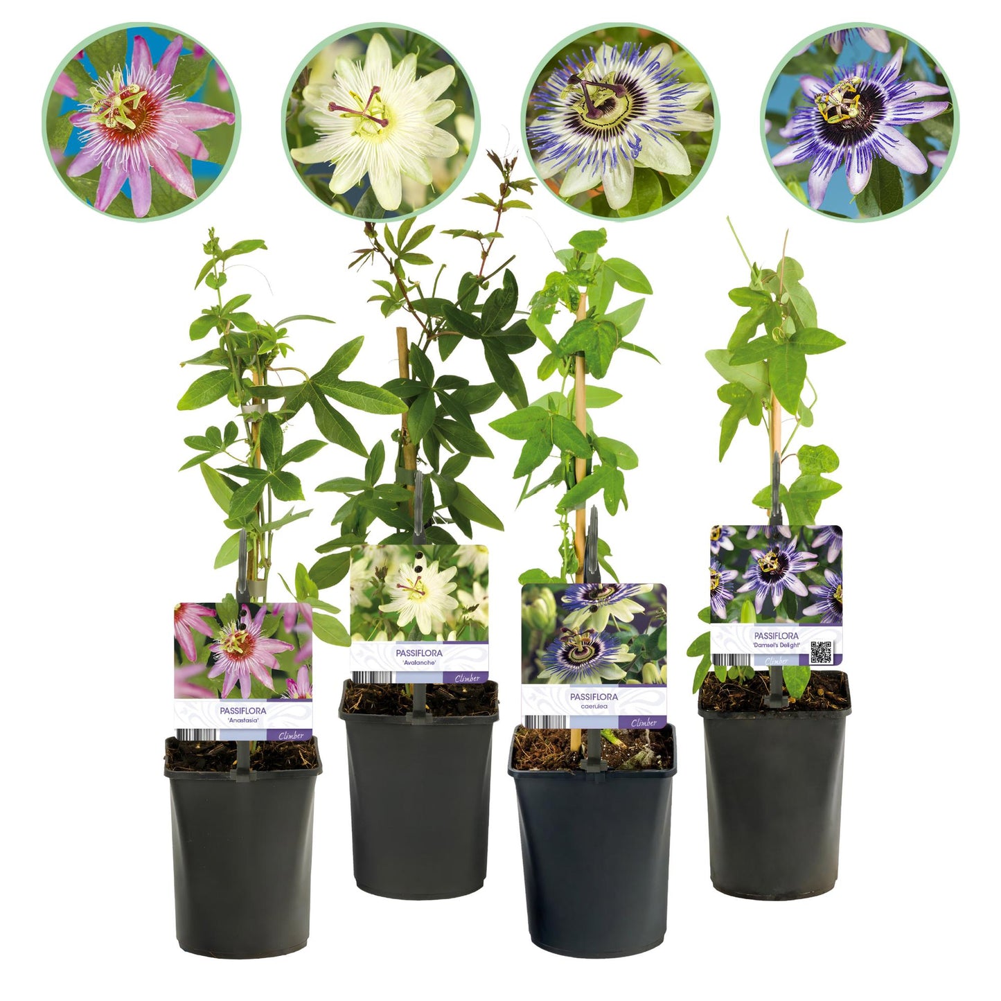 Passiflora Rainbow - 4er Set - Topf 11cm - Pflanzfix24.de - Pflanzfix24.de