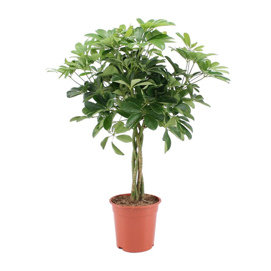 Schefflera Arboricola Nora - Ø19cm - ↕75cm - Pflanzfix24