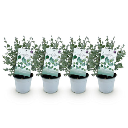 pflanzfix24 - Eukalyptus gunnii - Grau - 4 Pflanzen - Winterhart - Topf 14cm Höhe 30cm