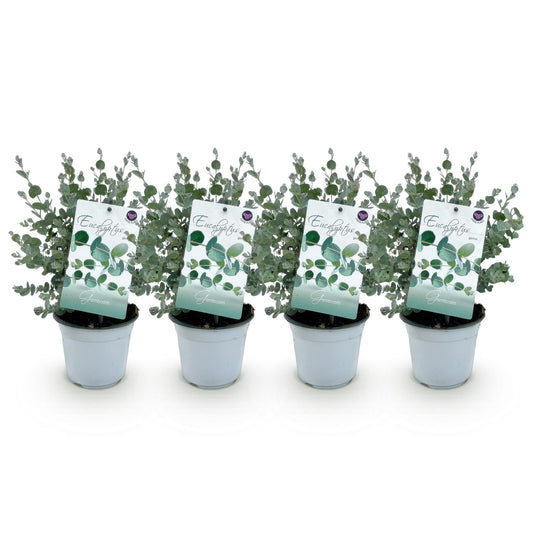 pflanzfix24 - Eukalyptus gunnii - Grau - 4 Pflanzen - Winterhart - Topf 14cm Höhe 30cm