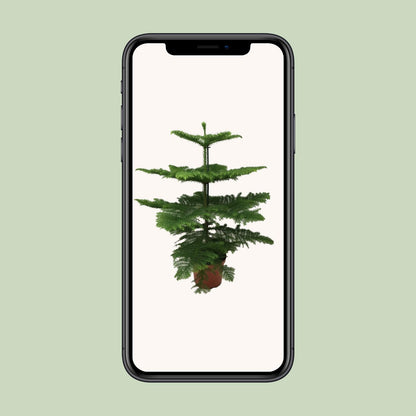 Araucaria Heterophylla 70 cm im Ø21 cm Topf – Pflanzfix24