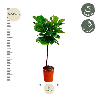 Ficus Lyrata stam - 130 cm - ø24 bei Pflanzfix24