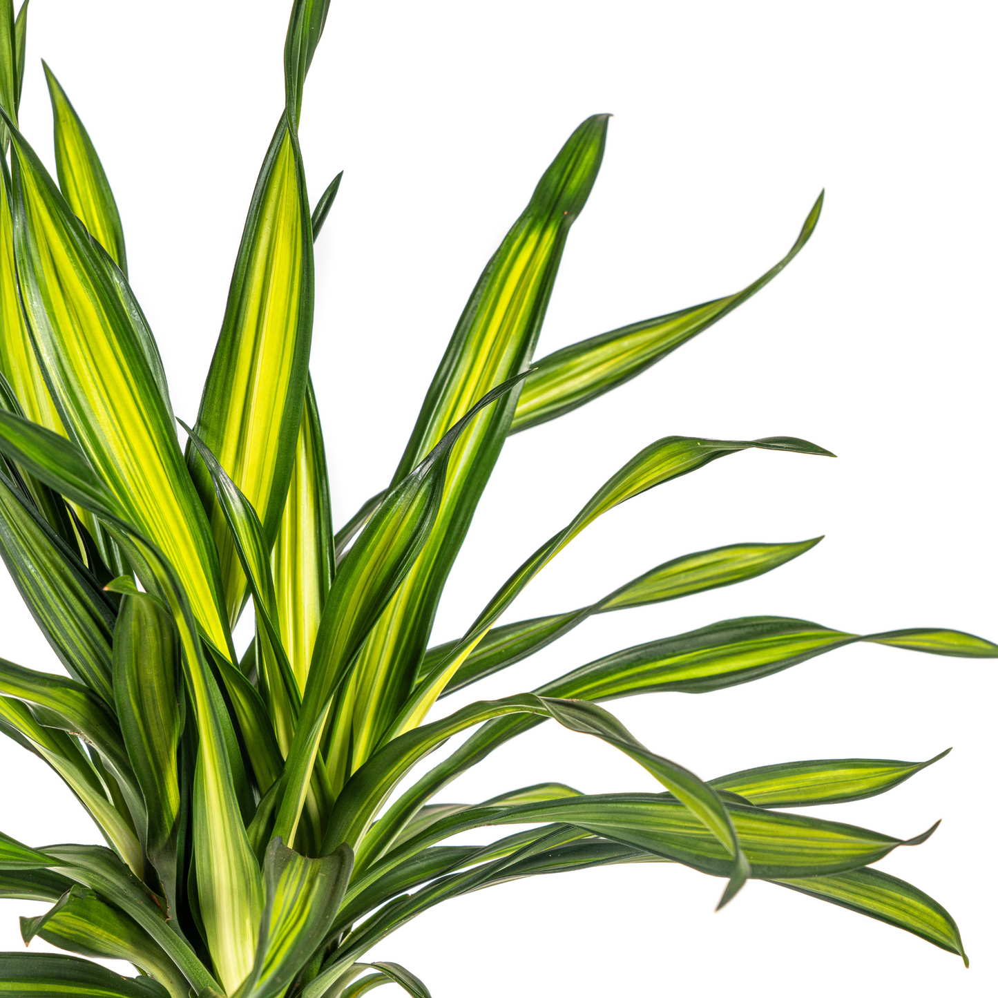 Dracaena Deremensis Rikki Ø19cm - Pflanzfix24