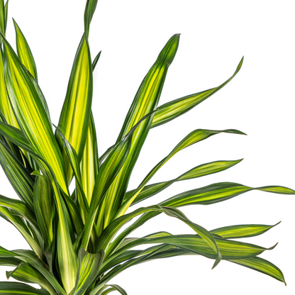 Dracaena Deremensis Rikki Ø19cm - Pflanzfix24