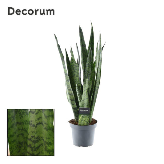 Sansevieria Zeylanica (Decorum) - Ø14cm - ↕55cm bei Pflanzfix24