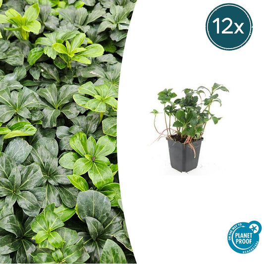 12x Pachysandra 'Green Sheen' – immergrüner Bodendecker | Pflanzfix24.de - Pflanzfix24.de