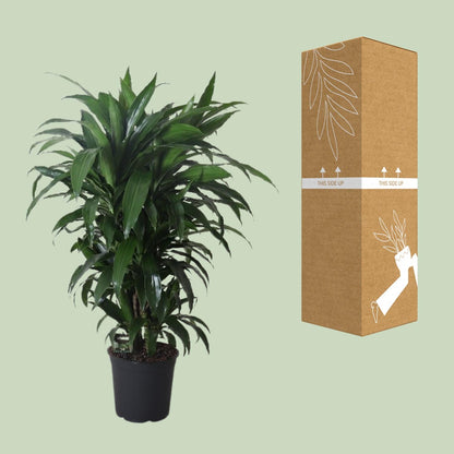 Dracaena Frag. Janet Craig - Ø27cm - ↕120cm - Pflanzfix24