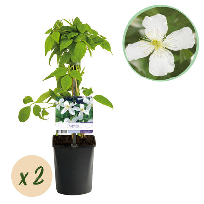 GreenboutiQ - Clematis montana Grandiflora - 2er Set - Blüte Weiß - Pflanzfix24.de - Pflanzfix24.de