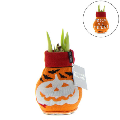 No Water Flowers® (wax amaryllis) | Fashionz Halloween - Orange + Red flower - Pflanzfix24