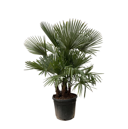 Trachycarpus Multi Stam Palme 230cm – Exotisch & Robust | Pflanzfix24.de - Pflanzfix24.de