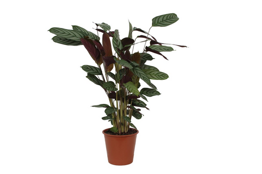 Calathea Compactstar - pflanzfix24