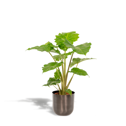 Alocasia Portodora - Zimmerpflanze - Ø21cm - Pflanzfix24