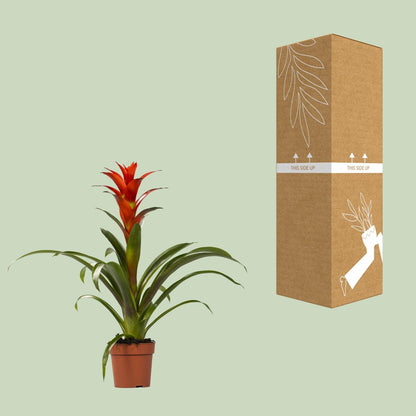 Guzmania Ostara - Ø12cm - ↕45cm - Pflanzfix24.de - Pflanzfix24.de