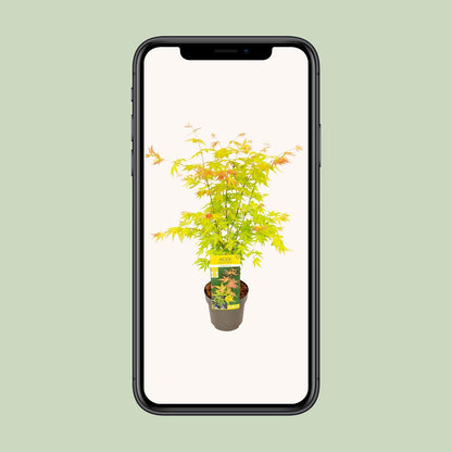 Acer palmatum Orange Dream - Ø19cm - ↕50cm - Pflanzfix24.de - Pflanzfix24.de