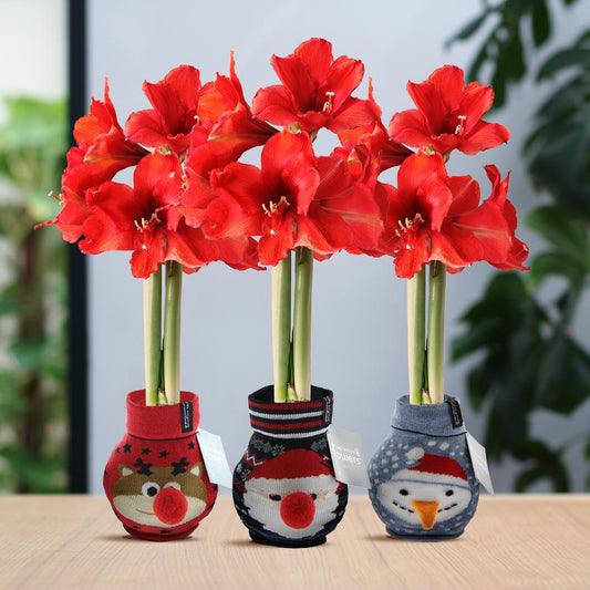 No Water Flowers® Fashionz Xmas Fun Classic Mix (3 pack) + Red flower - Pflanzfix24