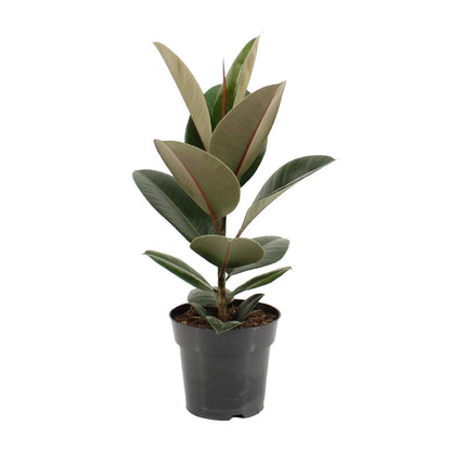 Ficus Elastica Robusta - Ø17cm - ↕55cm von Pflanzfix24.de - Pflanzfix24.de