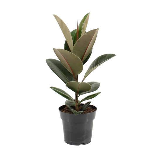 Ficus Elastica Robusta - Ø17cm - ↕55cm von Pflanzfix24.de - Pflanzfix24.de