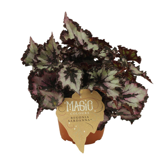 Begonia Rex Silver Limbo - Ø12cm - ↕25cm - Pflanzfix24