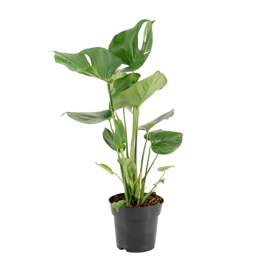Monstera Deliciosa Ø17cm, 60cm – Pflanzfix24