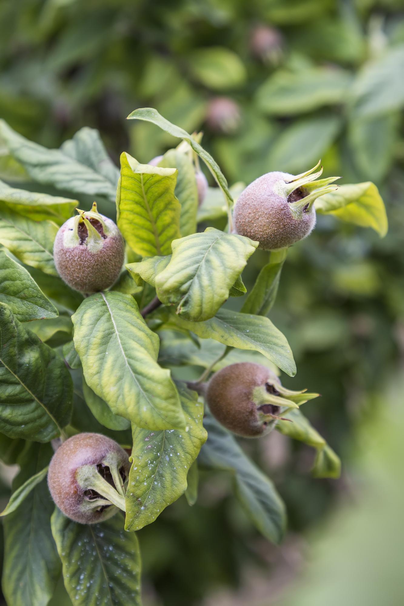 Mespilus Germanica 'Westerfield' - Ø23cm - ↕120cm - Pflanzfix24
