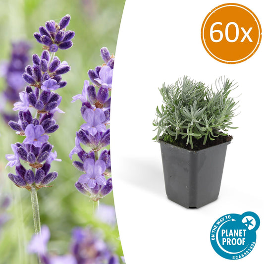 60x Lavandula 'Hidcote' - Ø9cm - Pflanzfix24.de - Pflanzfix24.de