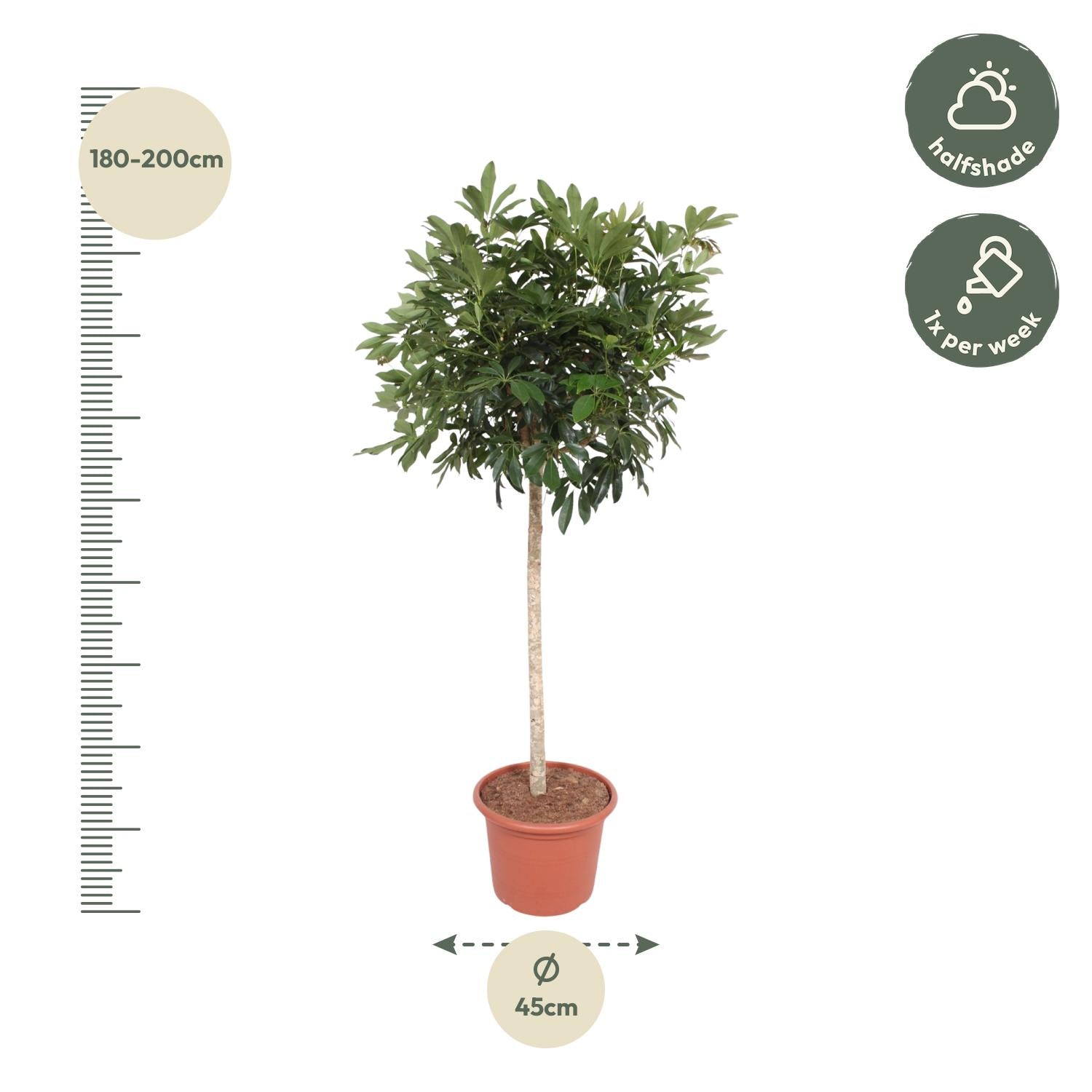 Schefflera Compacta 190 cm Zimmerpflanze – Pflanzfix24.de - Pflanzfix24.de