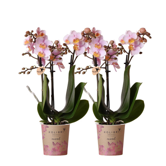 2er Set Phalaenopsis Andorra Rosa Ø9cm – Combi Deal | Pflanzfix24.de - Pflanzfix24.de