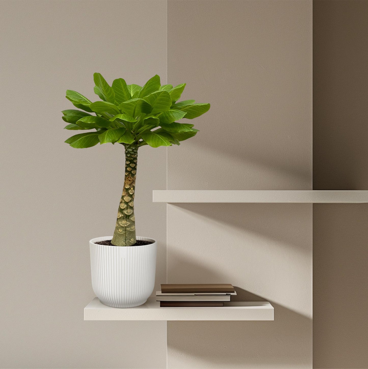 Birghamia Insignis - 25cm - Ø12cm von Pflanzfix24.de - Pflanzfix24.de