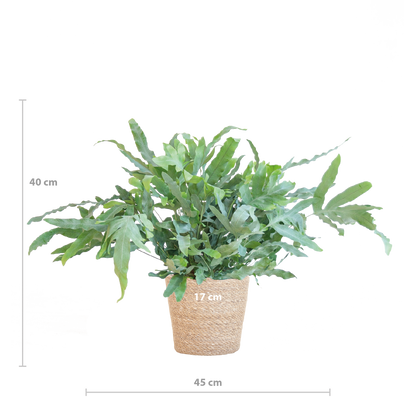 Phlebodium Aureum 'Blue Star' mit Korb Sofia natur - 40cm - Ø17 - Pflanzfix24