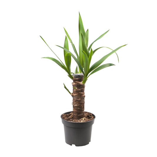 Yucca Elephantipes - Ø12cm - ↕30cm - Pflanzfix24