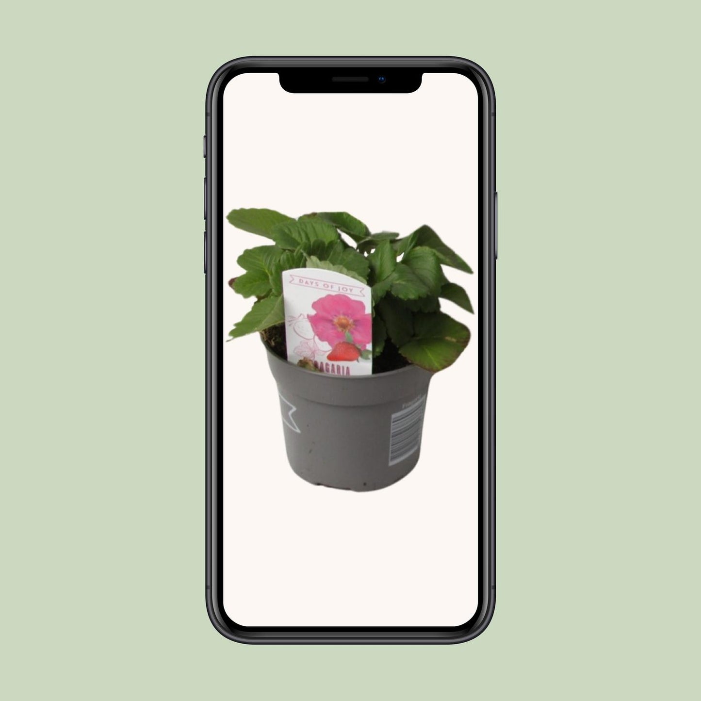 Fragaria Summer Breeze - Ø10,5cm - ↕20cm - Pflanzfix24