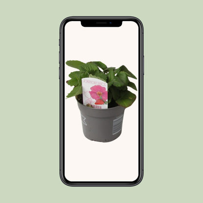 Fragaria Summer Breeze - Ø10,5cm - ↕20cm - Pflanzfix24
