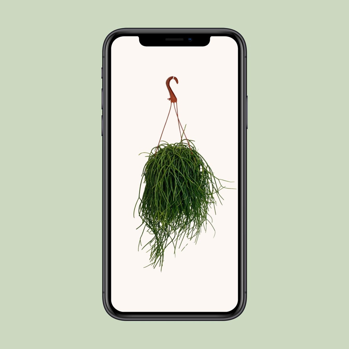 Rhipsalis Shaferi - Ø17cm - ↕45cm - Pflanzfix24