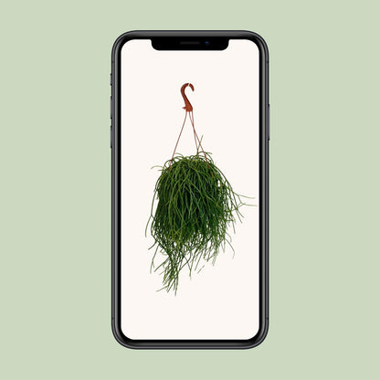 Rhipsalis Shaferi - Ø17cm - ↕45cm - Pflanzfix24