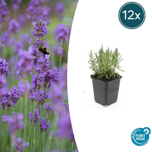 12x Lavandula 'Munstead' Ø9cm | Pflegeleichter Lavendel – Pflanzfix24.de - Pflanzfix24.de