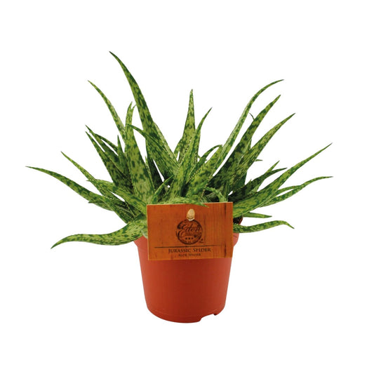 Aloe Spider - Ø10,5 ↕15 bei Pflanzfix24.de - Pflanzfix24.de