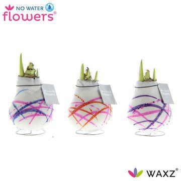 No Water Flowers Waxz Art Karel Appel - 3 Stücke - Ø7 cm - ↕15 cm - Pflanzfix24