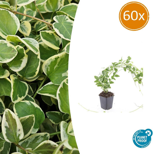 Vinca major 'Variegata' - 60 Stück - Pflanzfix24.de - Pflanzfix24.de