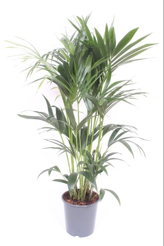 Howea Forsteriana - Ø24cm - ↕130cm - Pflanzfix24.de - Pflanzfix24.de
