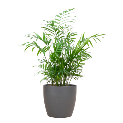 Chamadorea Elegans mit Viber Grau - 55cm - Ø17 - Pflanzfix24