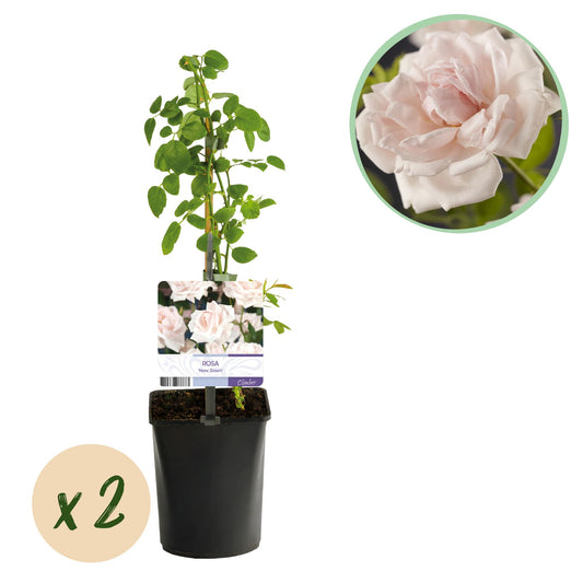 GreenboutiQ - Kletterrose - Rosa New Dawn - Blüte Hellrosa - 2 Pflanzen - Pflanzfix24.de - Pflanzfix24.de