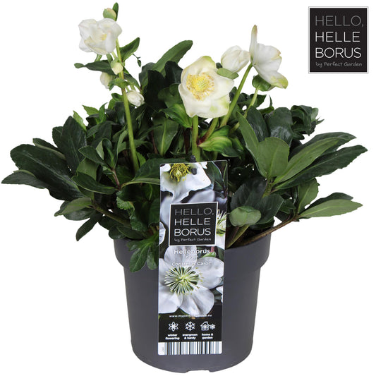 Helleborus Niger 'Christmas Carol' P17 - Ø17cm - ↕30cm - Pflanzfix24