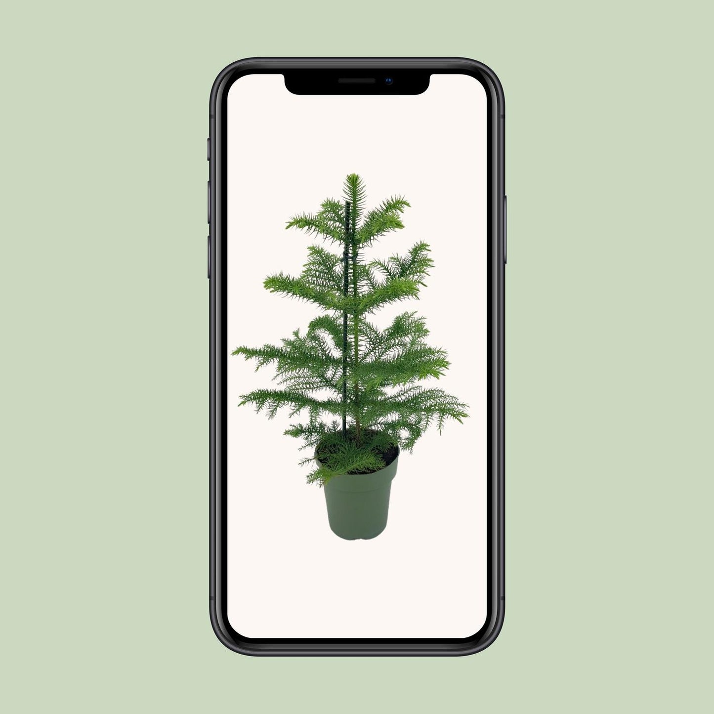Araucaria Heterophylla - Ø14cm - ↕40cm - Pflanzfix24