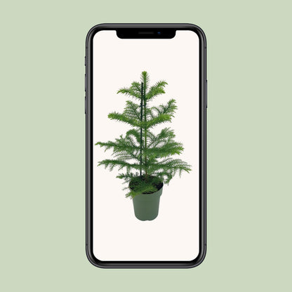 Araucaria Heterophylla - Ø14cm - ↕40cm - Pflanzfix24