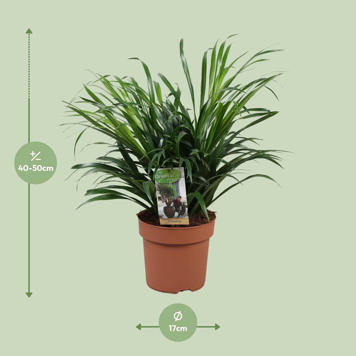 Dracaena Anita - Ø17cm - ↕45cm - Pflanzfix24