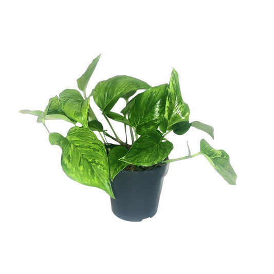 Scindapsus Trebie Ø12 cm – Zimmerpflanze | Pflanzfix24