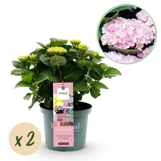 Hortensie - Hydrangea Magical Revolution Pink - 2 Pflanzen - Topf 23cm - Pflanzfix24.de - Pflanzfix24.de