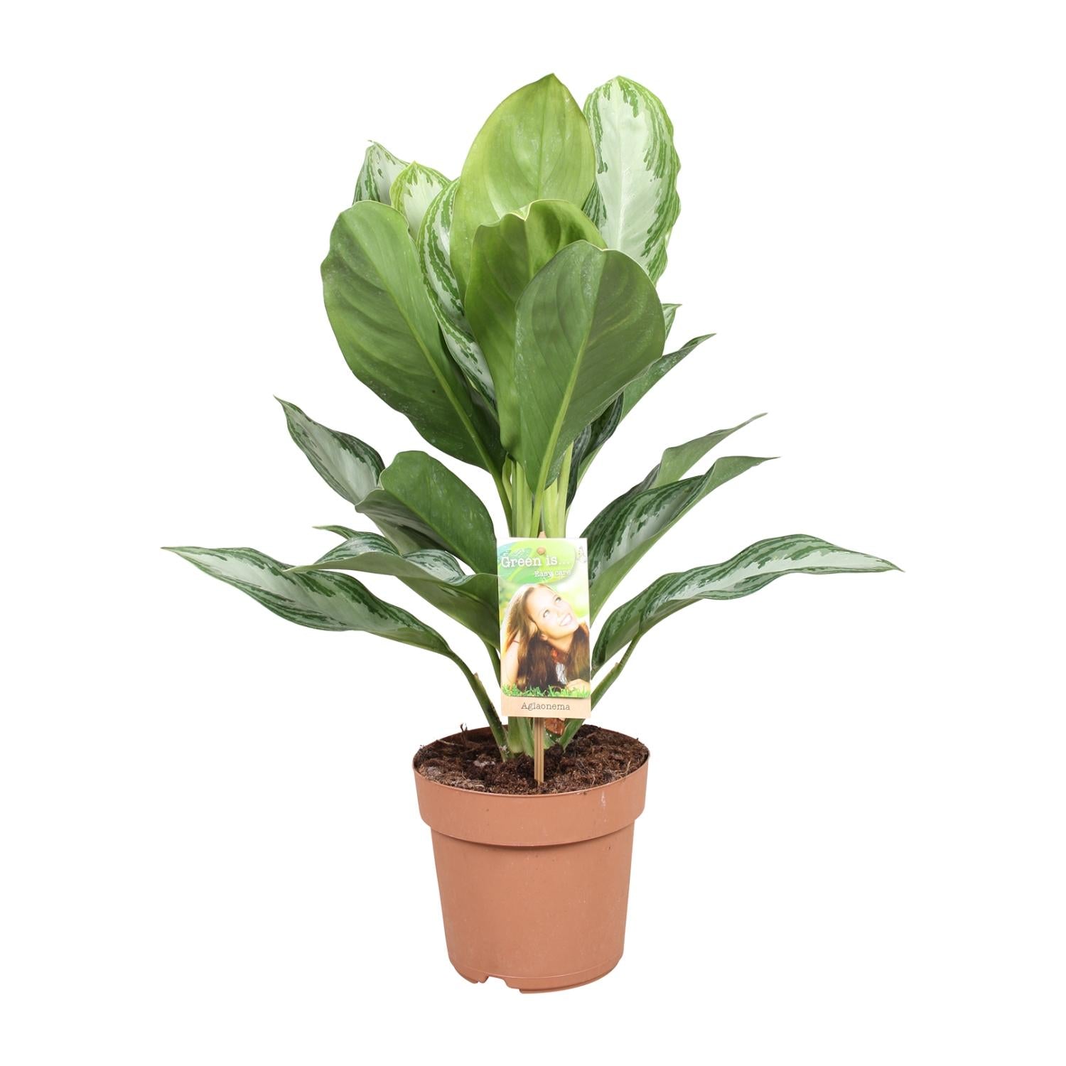 Aglaonema Silver Bay - Chinesisches Immergrün - Ø17cm - ↕55cm - Pflanzfix24.de - Pflanzfix24.de