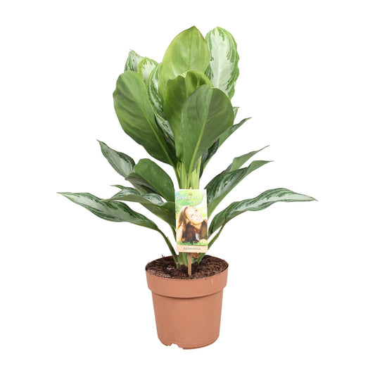 Aglaonema Silver Bay - Chinesisches Immergrün - Ø17cm - ↕55cm - Pflanzfix24.de - Pflanzfix24.de