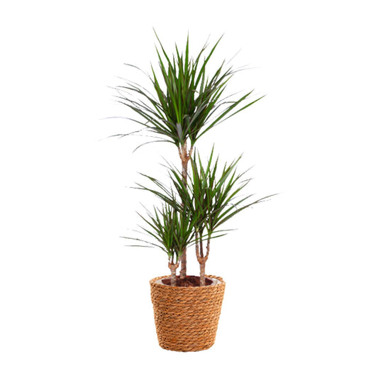 Dracaena Marginata - Ø21cm - ↕95cm - Pflanzfix24.de - Pflanzfix24.de